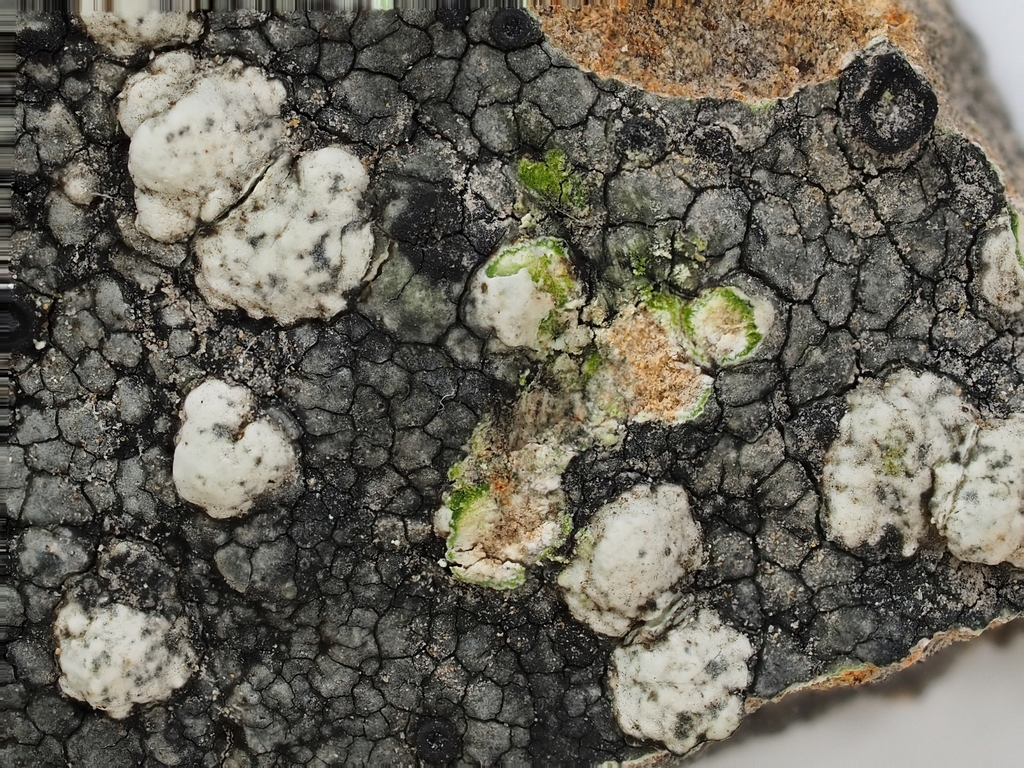Cecidonia xenophana