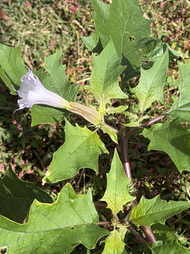 jimsonweed