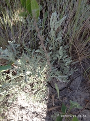 Artemisia nitrosa