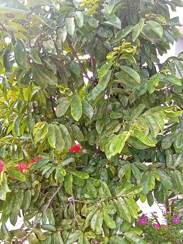 Annona muricata observed 2026-10-12