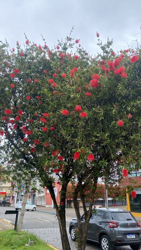 Callistemon lanceolatus, 2026-10-12