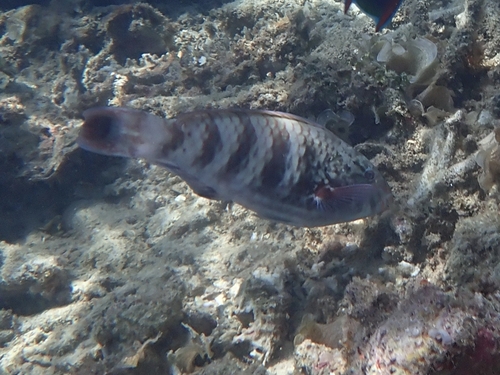 Scarus russelii observed 2026-10-12