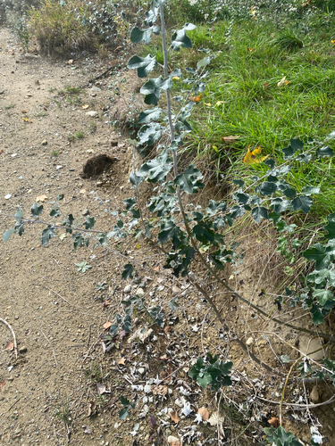 white poplar