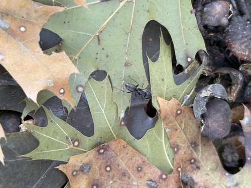 Eastern Black Carpenter Ant