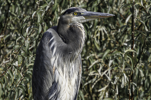 Great Blue Heron