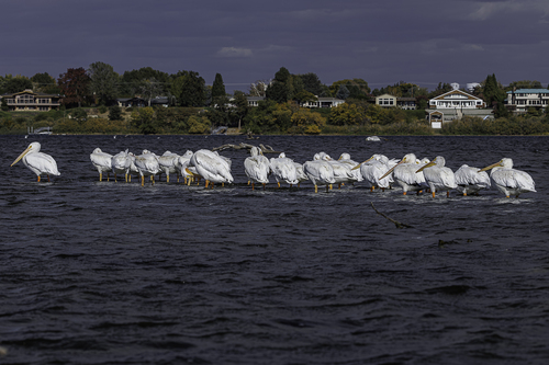 American White Pelican