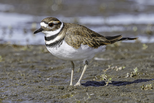 Killdeer