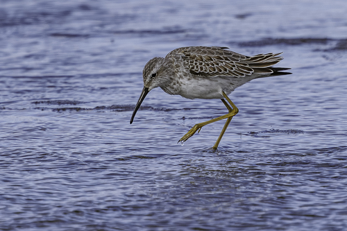 Stilt Sandpiper