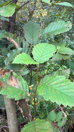Red Alder