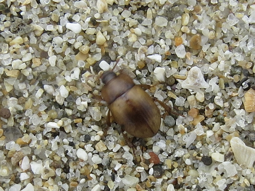 Phaleria observed 2026-10-08