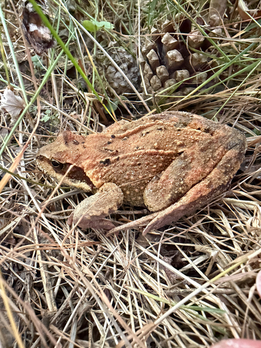 European Common Frog