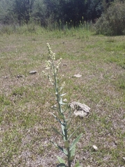 Pterocaulon balansae