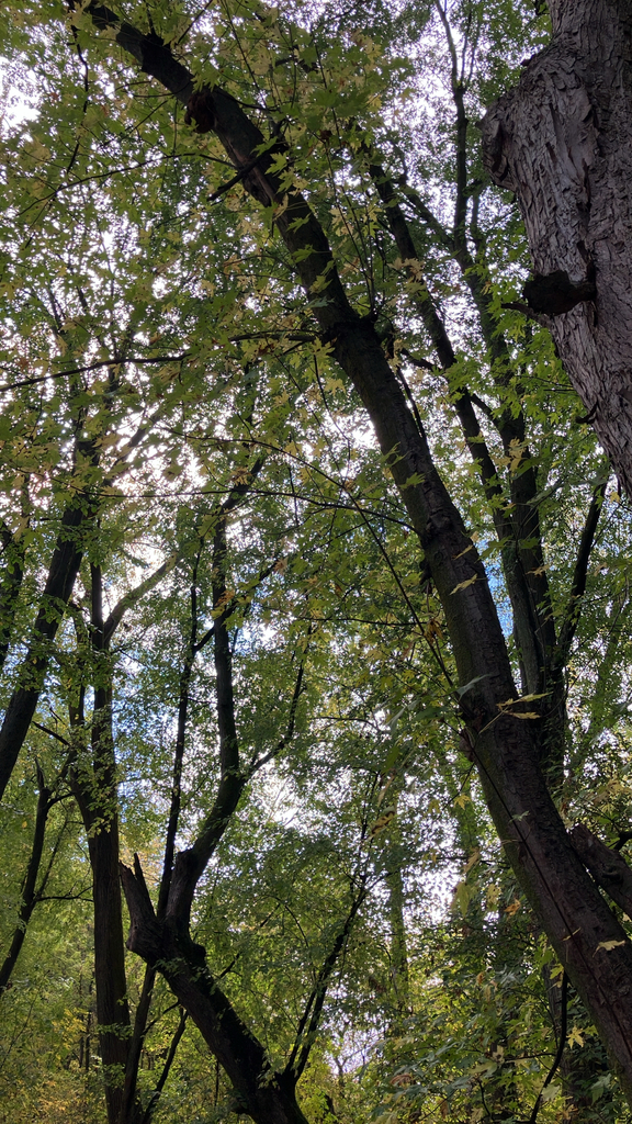 A photograph from Oct 12, 2026 near Burlington, Shelburne & Lake Champlain, where the observer’s point is approximate.