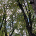 Maples near Burlington, Shelburne & Lake Champlain · October 12, 2026 · thatcherciara · 8 saved views