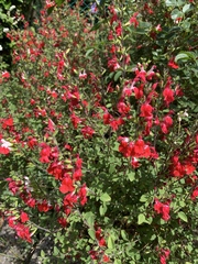 Salvia × jamensis