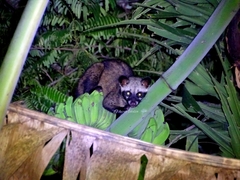 Paradoxurus musangus