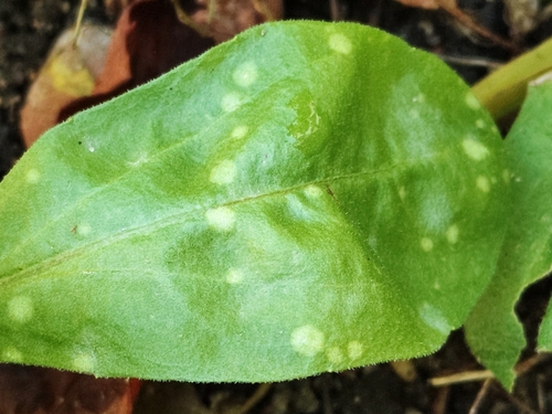 Entyloma calendulae, 2026-10-12