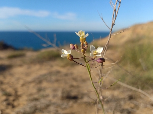 Brassica fruticulosa radicata