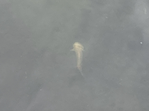 Common Mudpuppy observed by pepazed