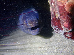 Gymnothorax pseudothyrsoideus