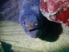 Gymnothorax pseudothyrsoideus