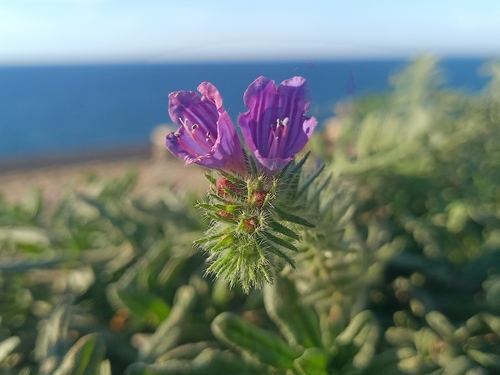 sand viper's bugloss