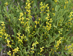 Synaphea obtusata