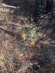 Bloomeria crocea aurea