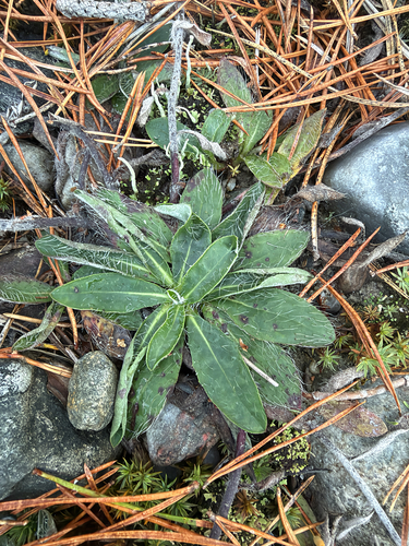 mouse-eared hawkweed