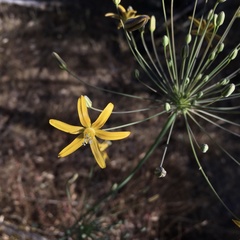 Bloomeria crocea aurea