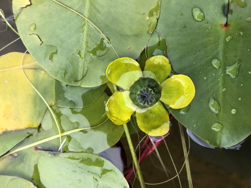 Nuphar spenneriana