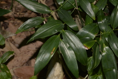 Geitonoplesium cymosum