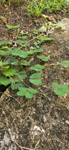 Sensitive Plant