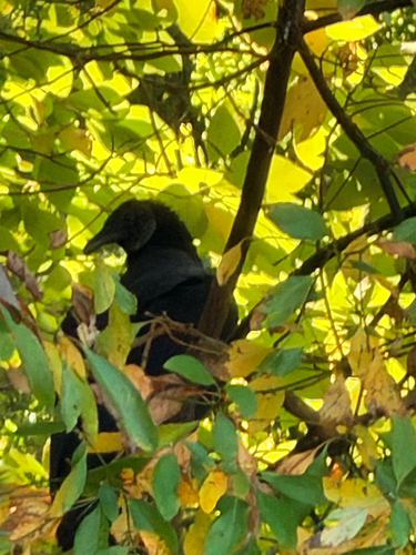 Black Vulture