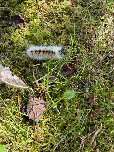 Hickory Tussock Moth