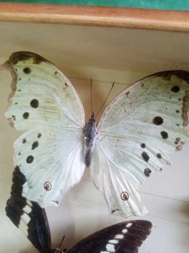 Common Mother-of-Pearl