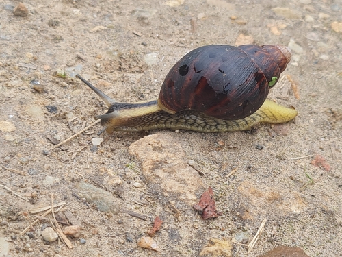 Achatina zebra observed 2026-10-12