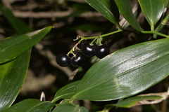 Geitonoplesium cymosum