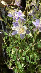 Aquilegia coerulea