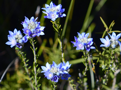Philotheca nodiflora