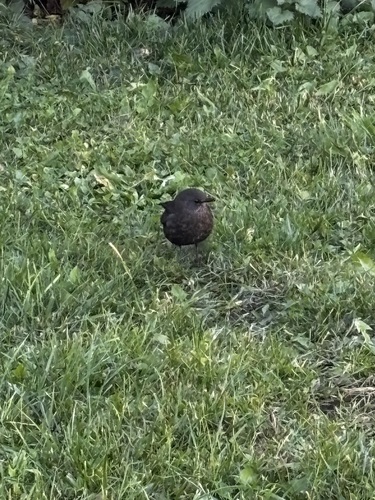 Eurasian Blackbird