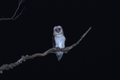 Tyto novaehollandiae, 2026-10-12