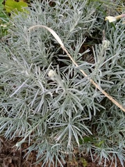 Helichrysum arenarium