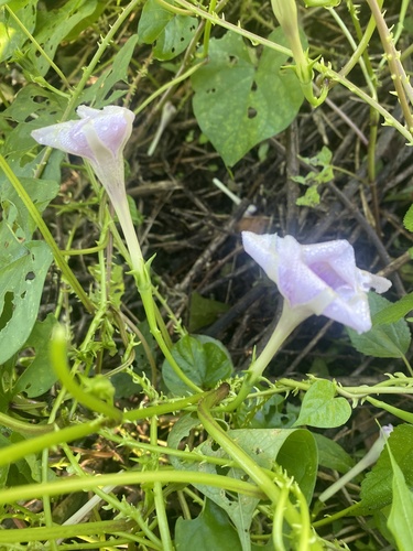 Ipomoea muricata observed 2026-10-12