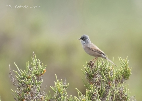 iNaturalist image
