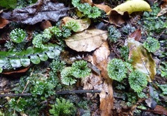 Hymenophyton flabellatum