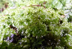Hymenophyton flabellatum