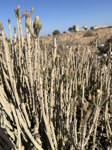 Kleinia anteuphorbium