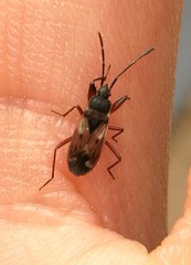 Eremocoris abietis