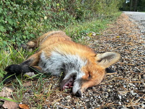 Red Fox
